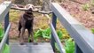 55.Dog Fails  Dogs Failing at Being Dogs [Funny Pets]