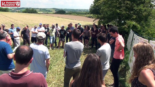 Innov'action : bovins lait betterave fourragère