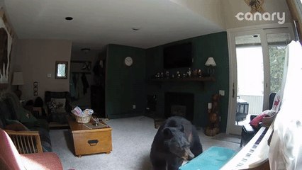Bear Breaks Into Colorado Home, 'Plays' Piano