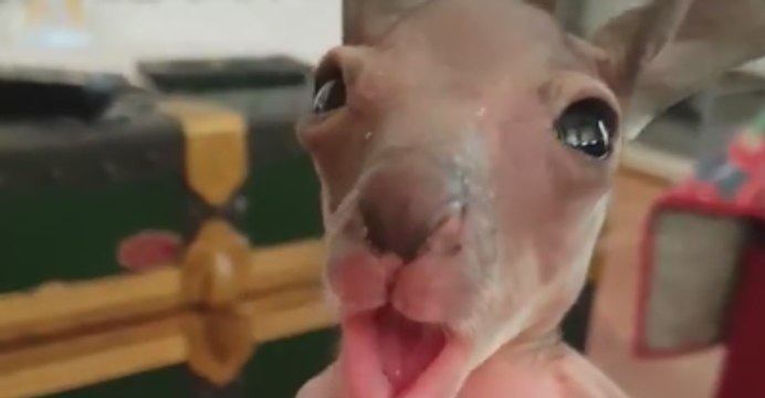 Orphaned Roo Lisa Yawns in New Mum's Hands After Enjoying Bottle