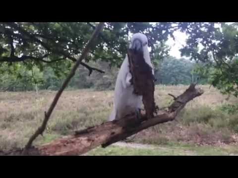 Harley the Cockatoo and Brother Gizmo Enjoy a Day in the Woods