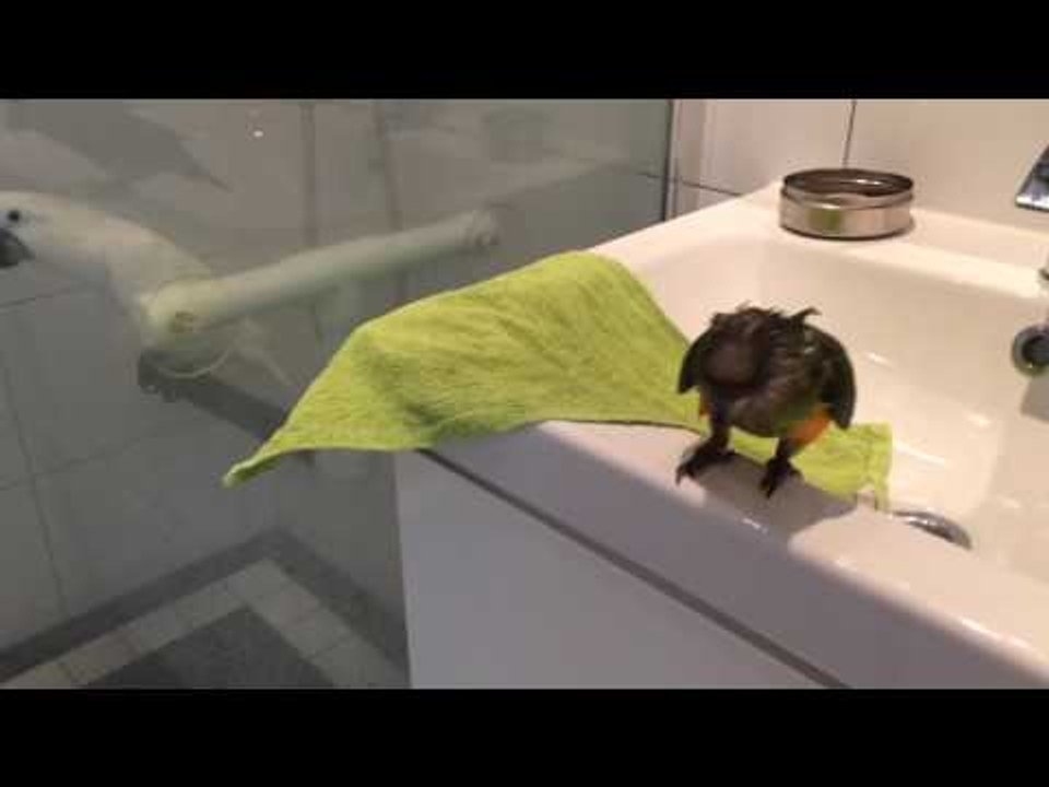 Just a Couple of Birds Grabbing a Shower