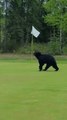 Bear Interrupts a Game of Golf in Anchorage, Alaska