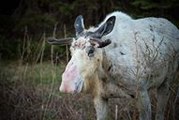 Rare Piebald Moose Spotted in Newfoundland