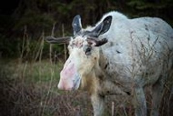 Rare Piebald Moose Spotted in Newfoundland