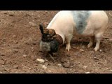 Why Did the Chicken Cross the Road? To Help This Pig Dig for Lunch