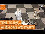 Perfectly Trained Shiba Inus Wait For Command to Eat