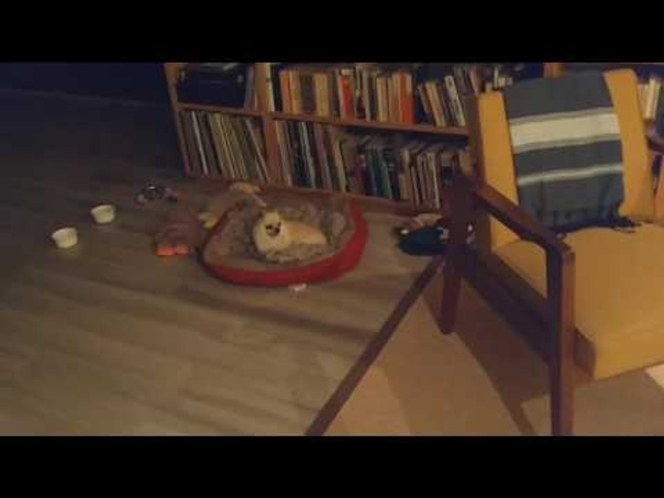 Tiny Dog Has Sweet Reunion With Dad