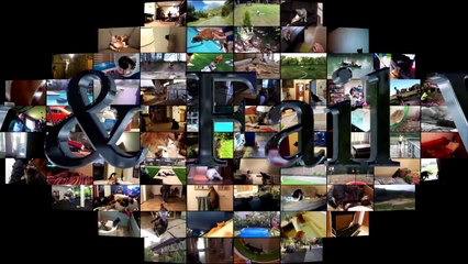 62.Animal Fails of the Week 2 October 2016 - Animal Fails Compilation 2016