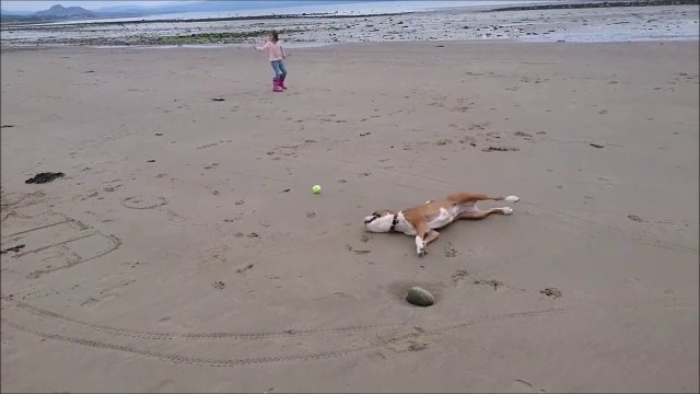 Ce chien rate la balle et décide de se coucher pour faire bonne figure...