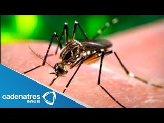¿Qué es el virus de Chikungunya?