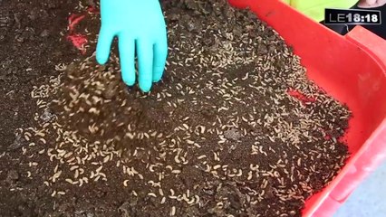 A Châteaurenard, ils élèvent des mouches soldats