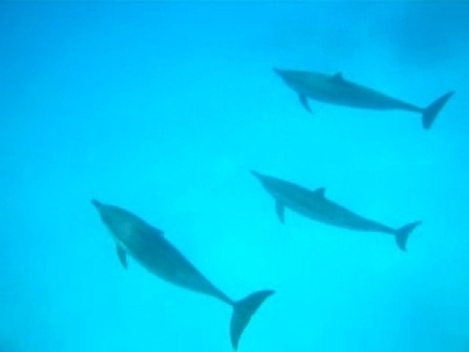 dauphins 1