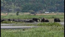 Elefantes salvajes disfrutan del agua y de las plantas acuáticas en el noreste de la India