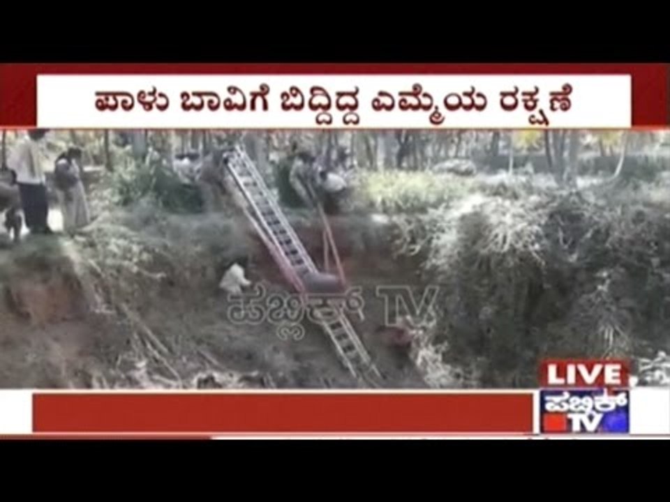 Mandya: Buffalo Rescued By Fire Fighting Staff & Localites From Well Ruins