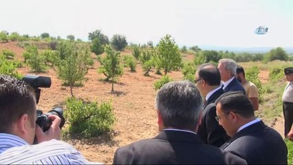 Vali Altıparmak, Dolunun Vurduğu Tarım Arazilerini İnceledi