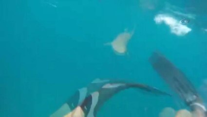 Jaws Filmi Gerçek Oldu