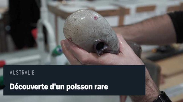 Un poisson sans tête découvert près des côtes australiennes