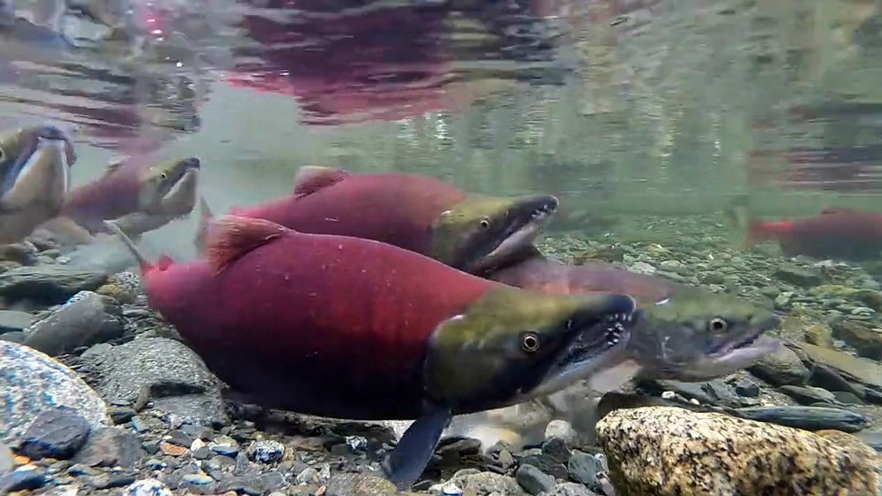 Crazy​ Fish