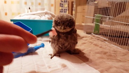 Rescued Screech Owl lunch
