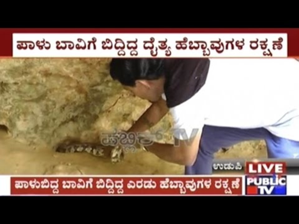 Udupi: Giant Pythons Rescued By Public Hero From Well