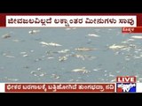 Koppal: Tungabhadra River Dried Up; Innumerous Fishes Dead