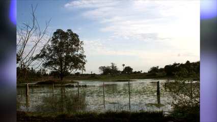 O Pantanal da Grande Porto Alegre