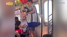 NYC Dog Owners Get Hilariously Creative With the 'Dog Must Fit in a Bag' Subway Rule
