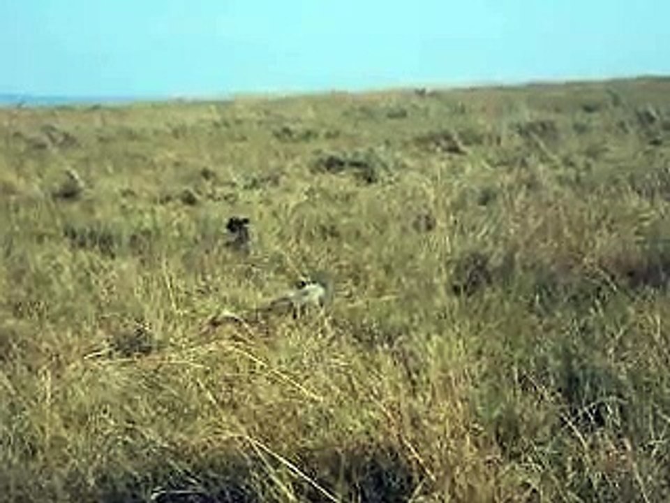 Cheetah Cubs