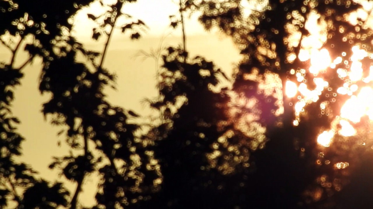 Evening sun through the trees super zoom zoom test