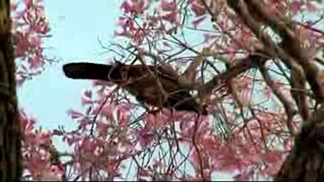 Animal Planet - Brazil's Wildlife (Bio-diversity) - The Amazon Giant Cat - The Jaguars