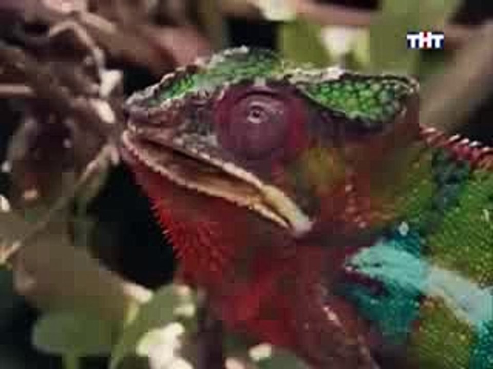 Animal Planet The top ten animals with the most unusual appendages