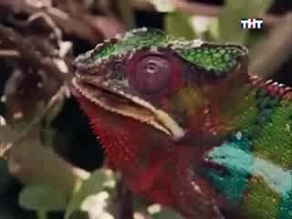 Animal Planet The top ten animals with the most unusual appendages