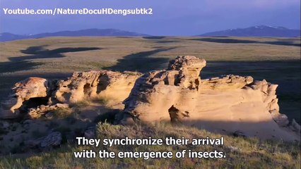 Animal Planet The greater sage grouse