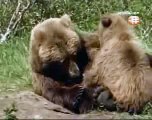 Animal Planet The Grizzly Bears