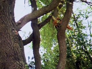 Animal Planet The top ten biggest cheats in the animal kingdom