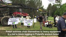 Activists block logging in Poland's ancient forest