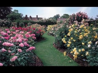 ¿Cómo cultivar rosales en tu jardín?