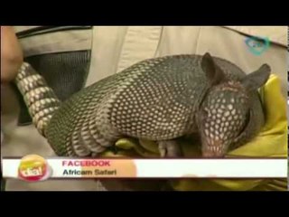 Conoce un poco más del Armadillo / Learn a little over Armadillo