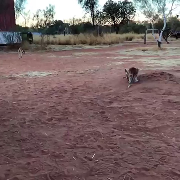 Milly and Tilly Race
