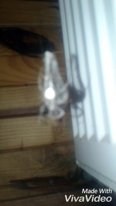Spider vs. Scorpion Face Off