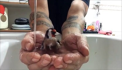 Pajaro bebiendo de la mano de su dueño