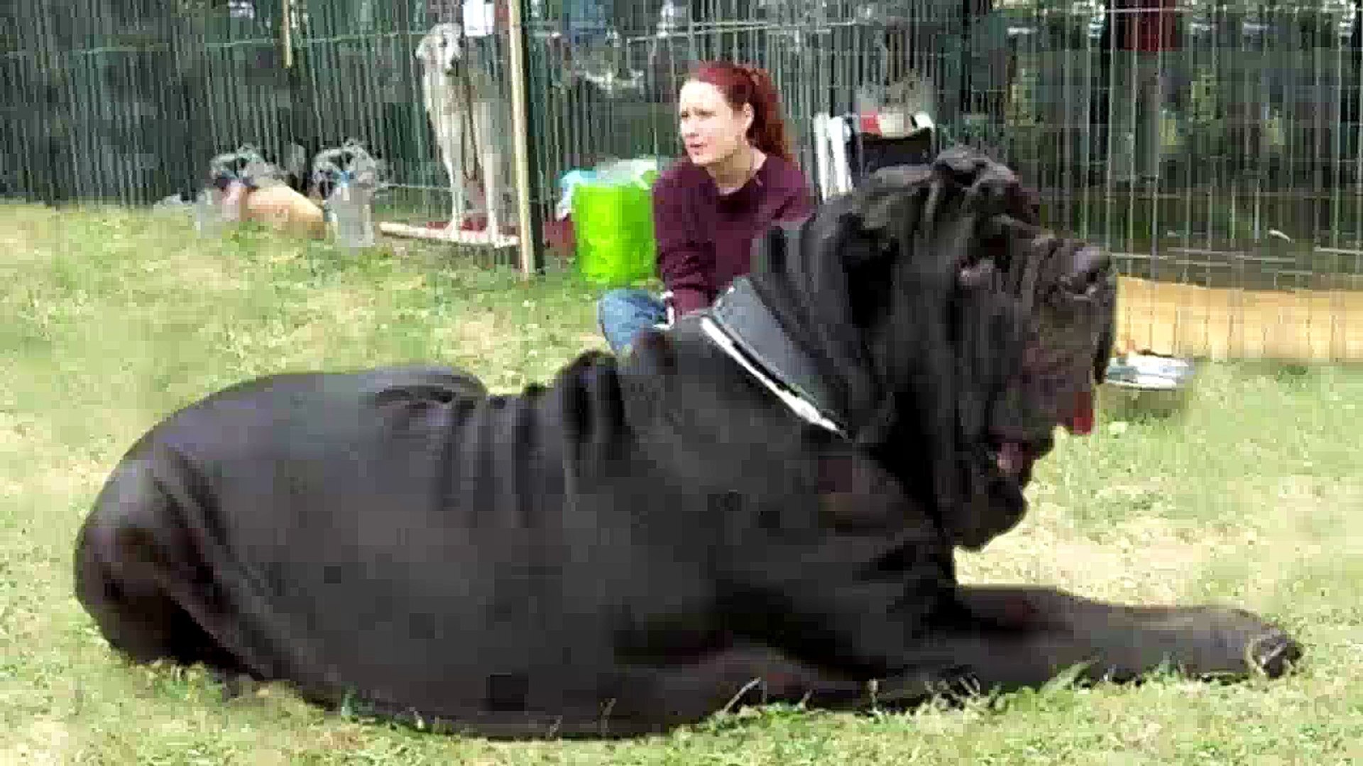Biggest dog worlds Dogs