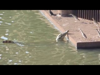 Crocodiles coming out of Tungabhadra dam due to decrease in water level