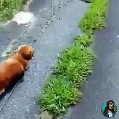 Köpeğine Bayılma Numarası Yapan Adam