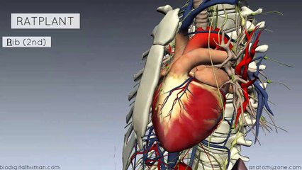 Sternal Angle - Angle of Loui234234