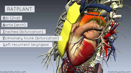 Sternal Angle - Angle of Louis - 3D Anatowerwe