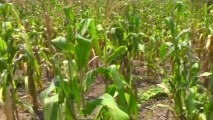 Sequía en Tocoa provoca perdidas en cosechas