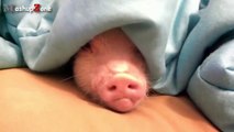 Cute Micro Pig - A Cute Mini Pig Videos C