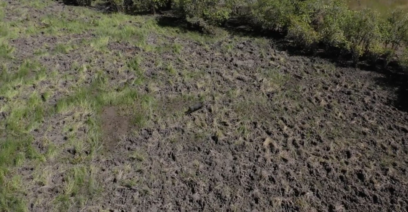 Helicopter Chases Wild Pig in Culling Program